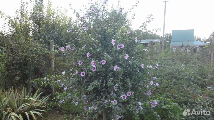 Гибискус сирийский древовидный