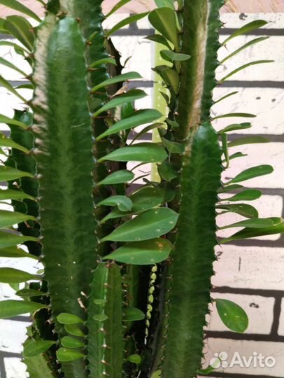 Молочай эуфорбия