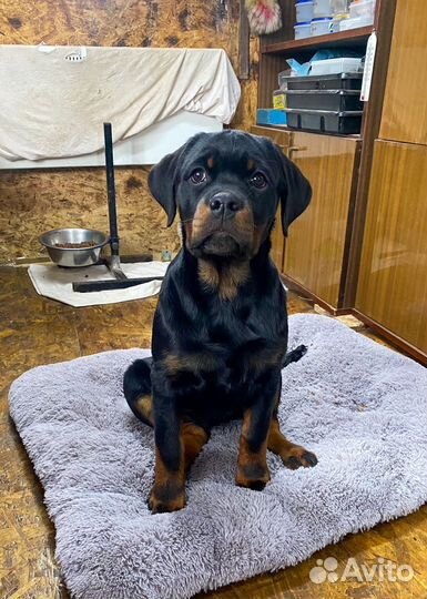 Щенок ротвейлера, девочка, 4 месяца