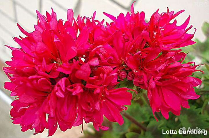 Пеларгонии звёздчатые и плющелистные