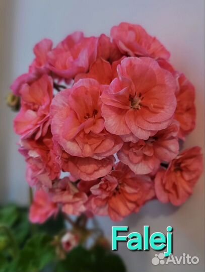 Пеларгония сортовая