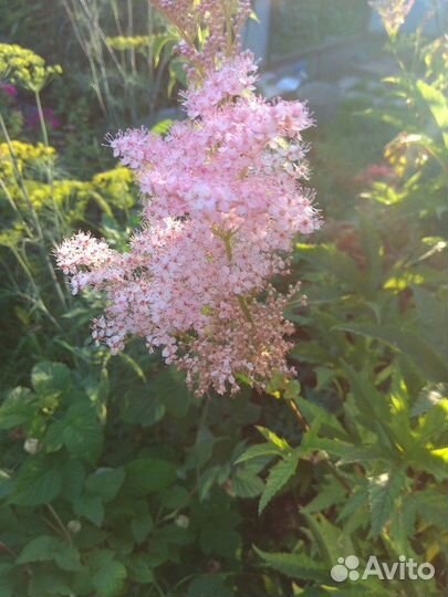 Филипендула