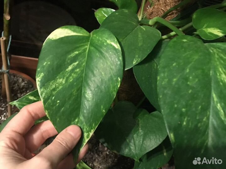 Эпипремнум Голден дрэгон Golden Dragon и другие