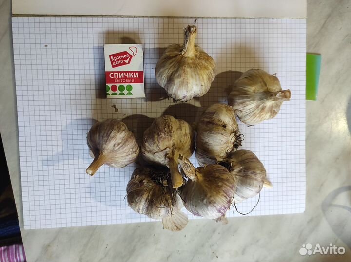 Чеснок на посадку