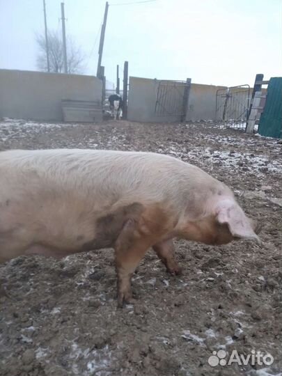 Кабан ландрас