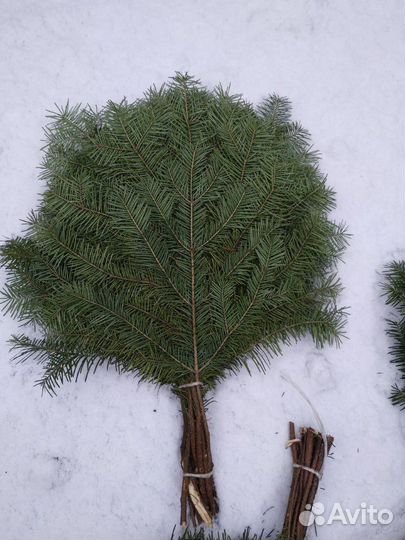 Пихтовые веники