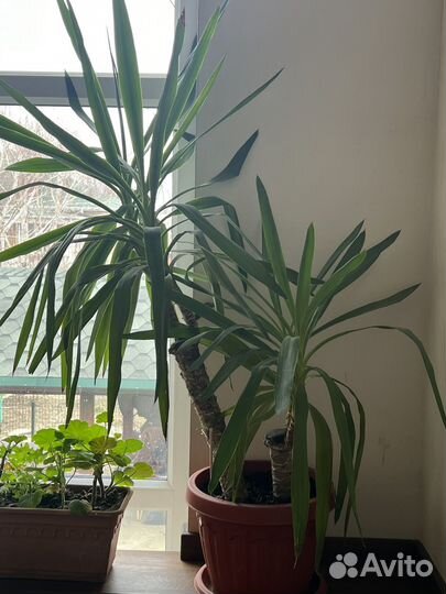 Комнатная юкка