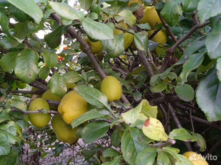 Многолетний кустарник. Айва