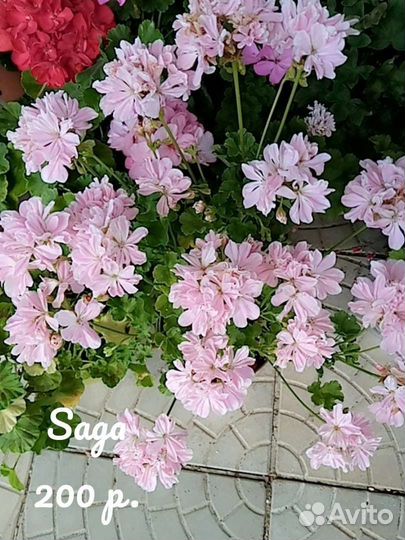 Пеларгония в наличии