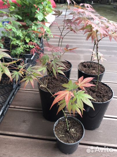 Клен японский