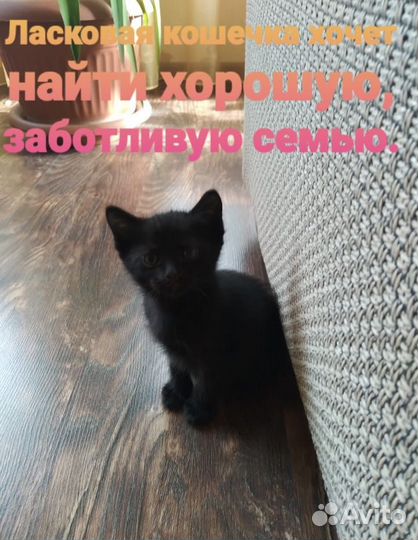 Отдам в добрые руки