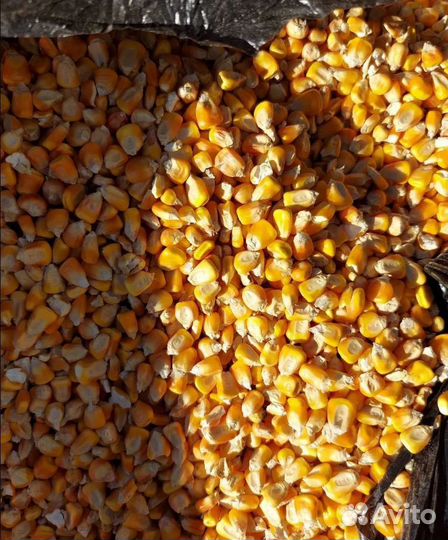 Фуражный горох, Семечко на корм/посев