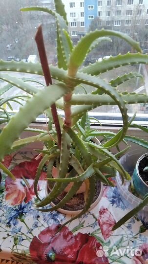 Алоэ столетник 5 7 лет