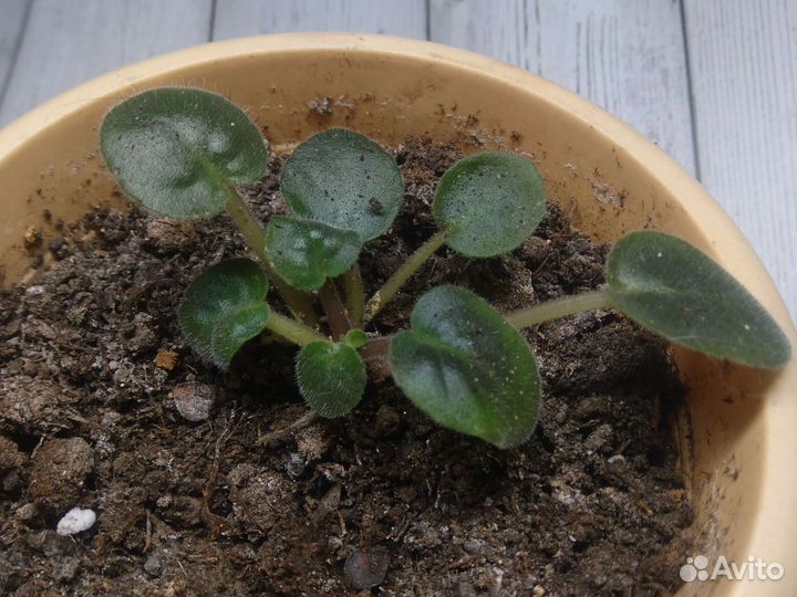 Фиалка детка