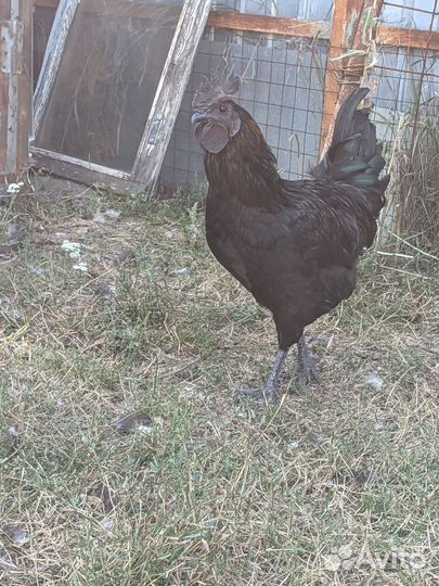 Молодые петухи