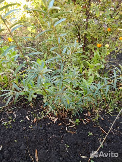 Облепиха саженцы алтайской крупной, сладкой и др