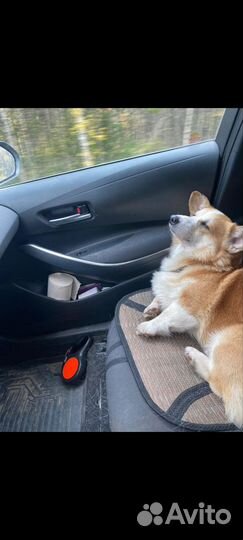 Собака корги