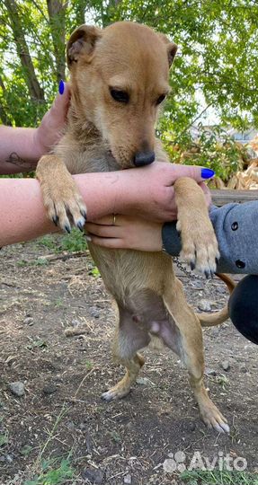 В добрые руки