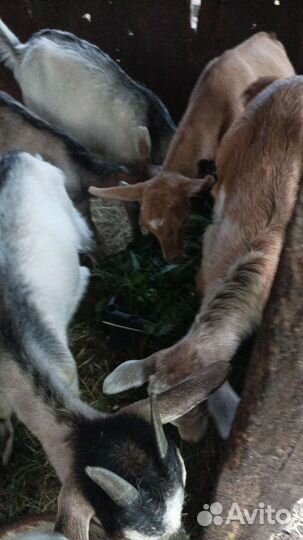 Продаются молодые козы