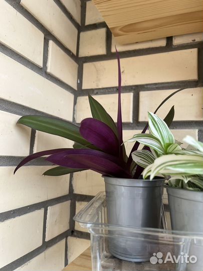 Традесканция Рео