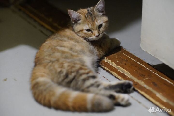 Кошечки метисы (отец Британский)