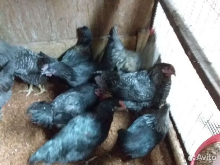 Продам петухов,яйцо на инкубацию