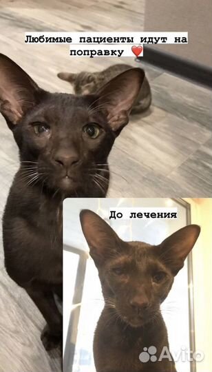 Практикующий ветврач и грумер. Выезд на дом