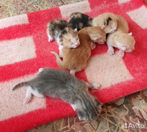 Котята в добрые руки