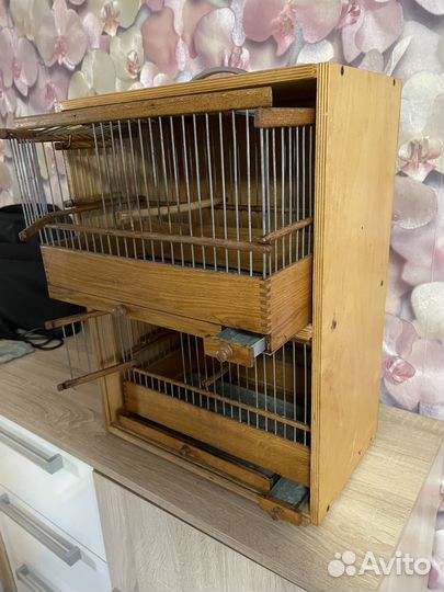 Канарейки овсяночного напева