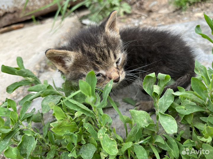 Отдам котят в добрые руки