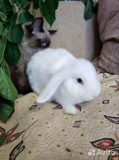 Декоративные кролики вислоухие