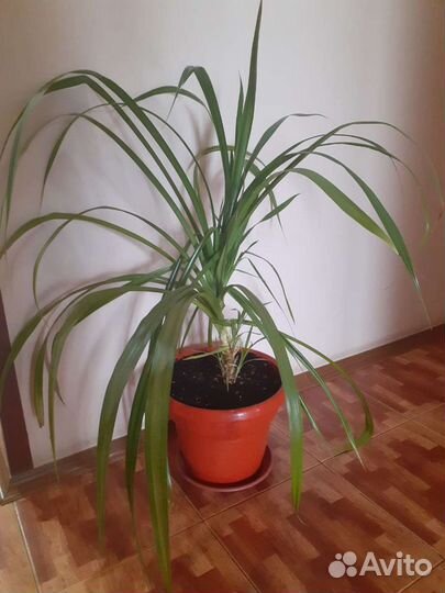 Высокие цветы