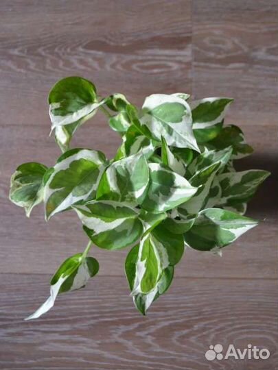 Сциндапсус н-джой,эпипремнум хеппи лиф