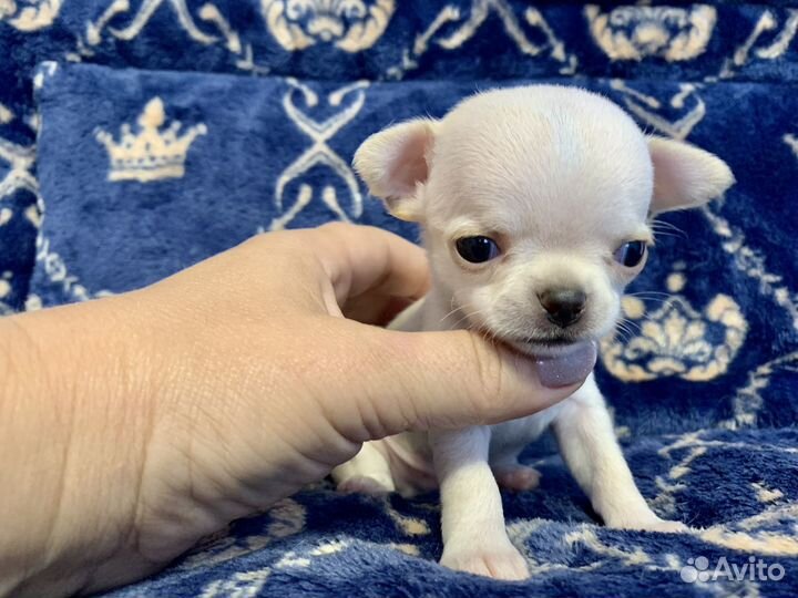 Мини Эльфик