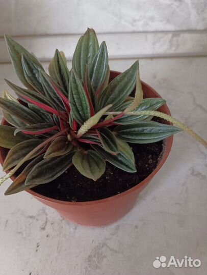 Пеперомия россо