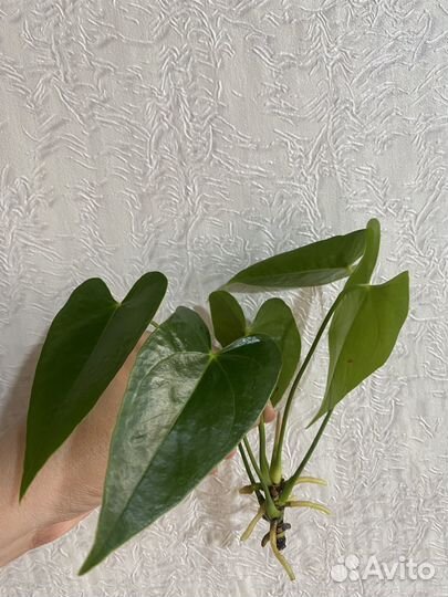 Антуриум Арион