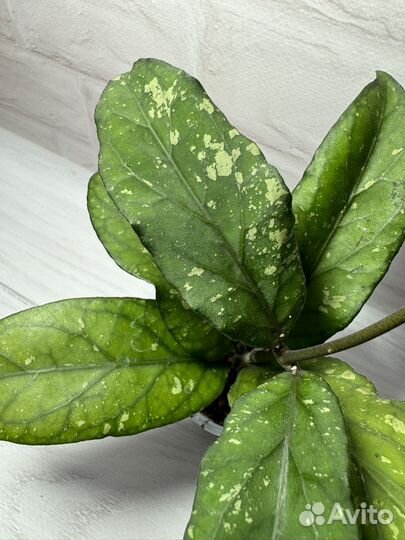 Хойя Aceh Tagengon01