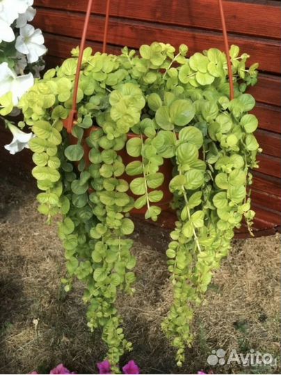 Лизимахия, вербейник монетчатый