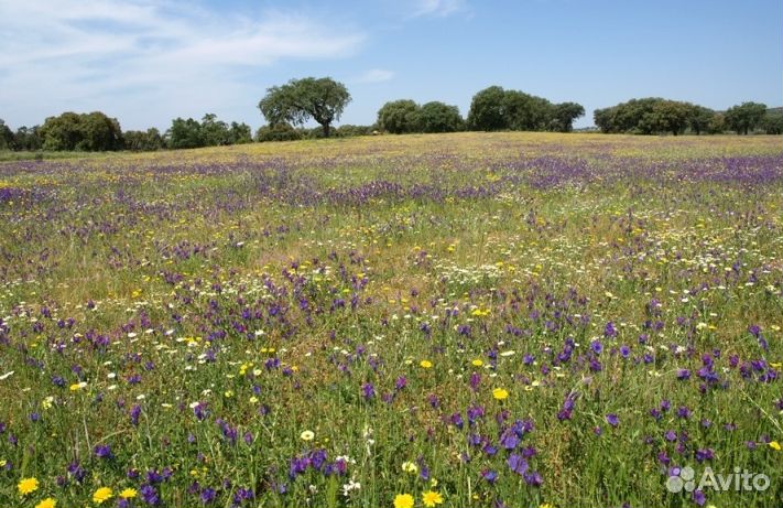 2023 года Мед из Алтая опт