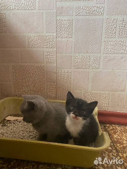 Кошка в дар бесплатно