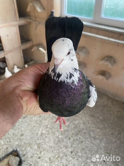 Продажа голубей