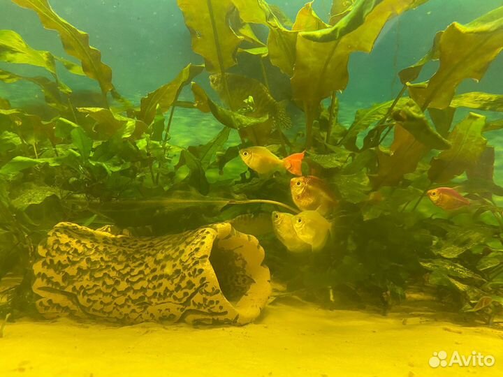 Аквариум с тумбой 350 литров