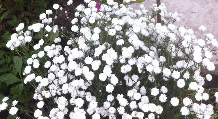 Жемчужница