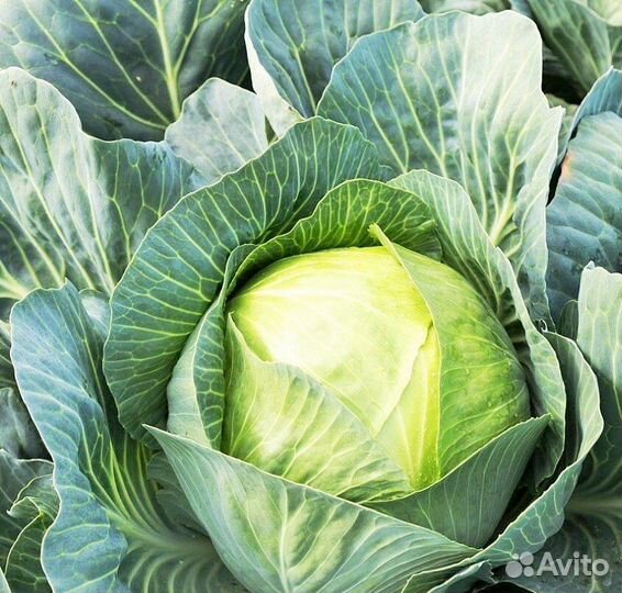 Капуста белокочанная