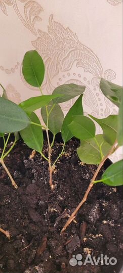 Фикус бенджамина