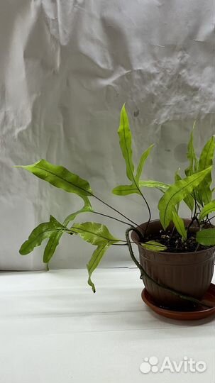 Папоротник Флебодиум