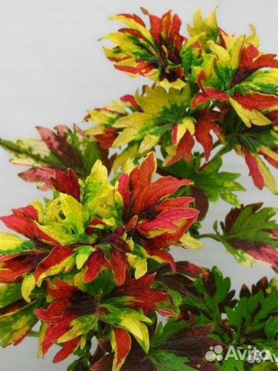 Колеусы сортовые вегетативные