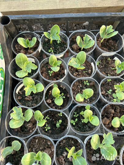 Рассада арбузов, огурцов, тыквы, кабачков, дыни