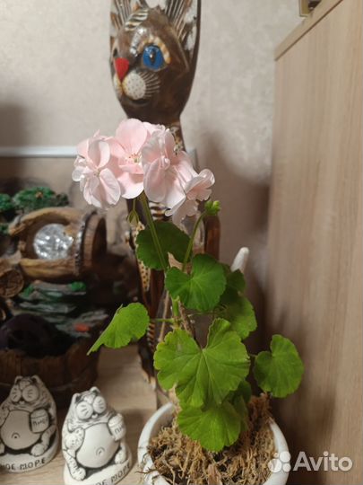 Пеларгония герань