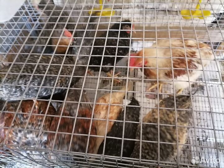 Молодые петухи